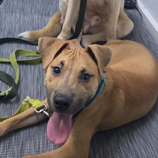 LUKE - Bulldog / Black Mouth Cur available for adoption