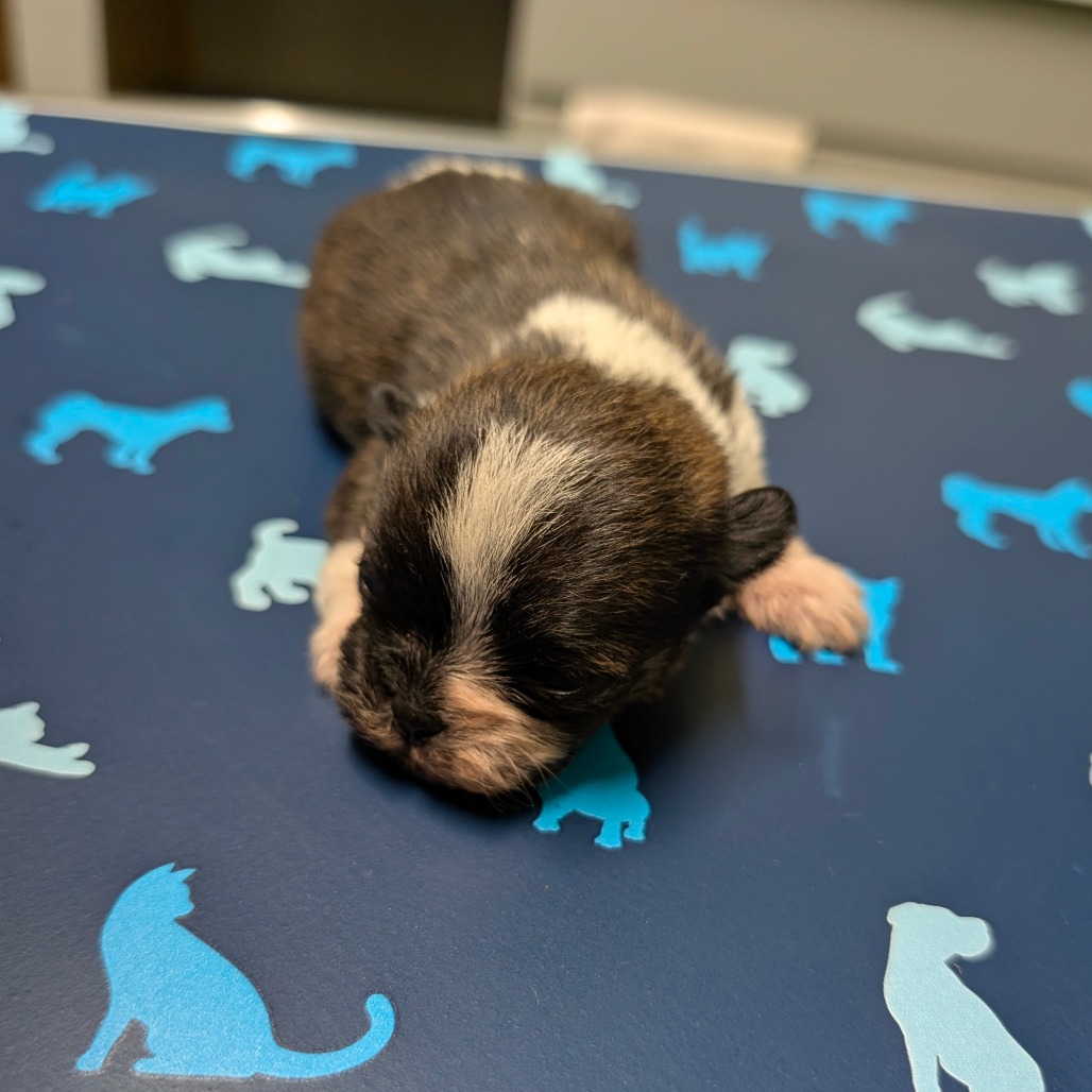 Bowie — thumbnail 2