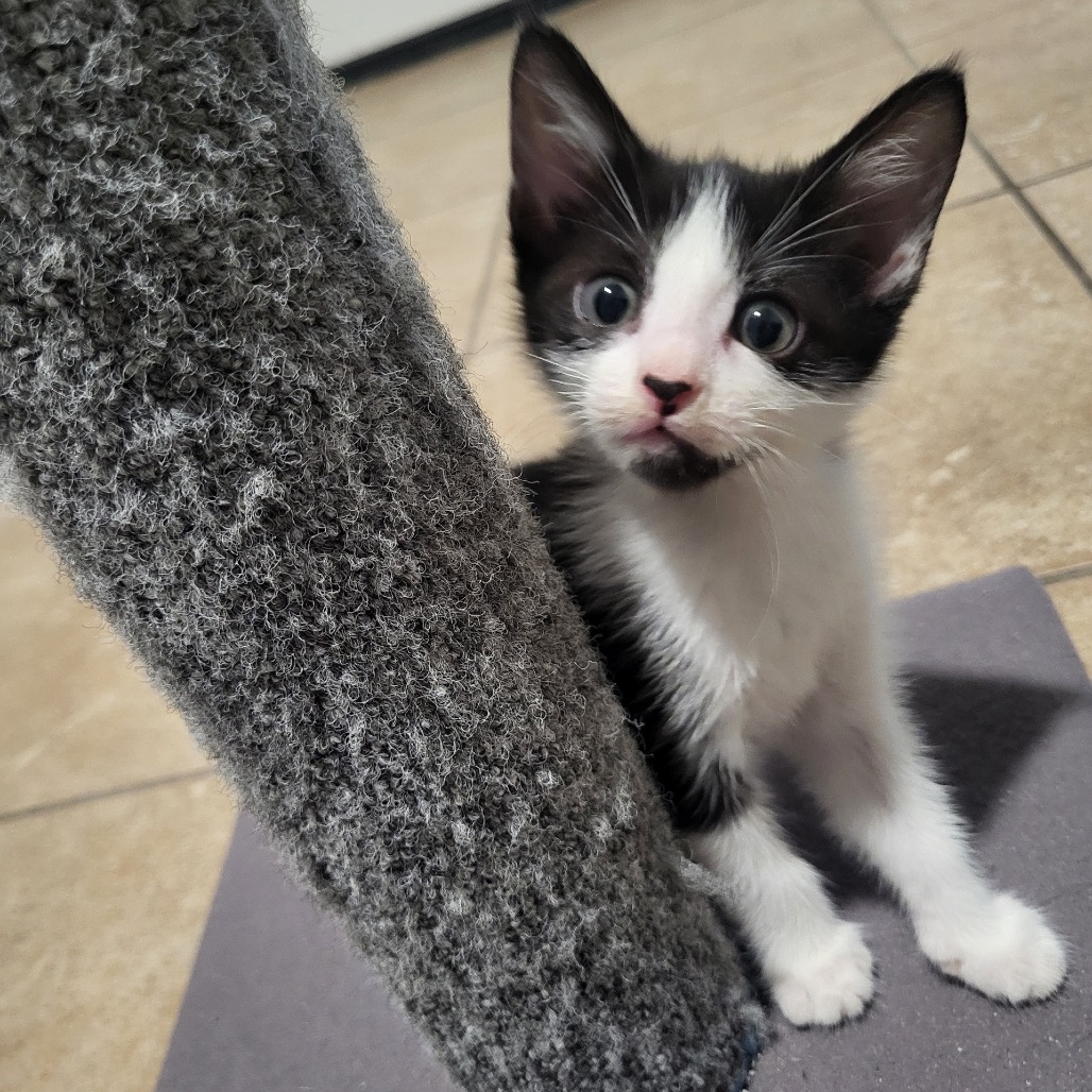 Oreo, photo 3
