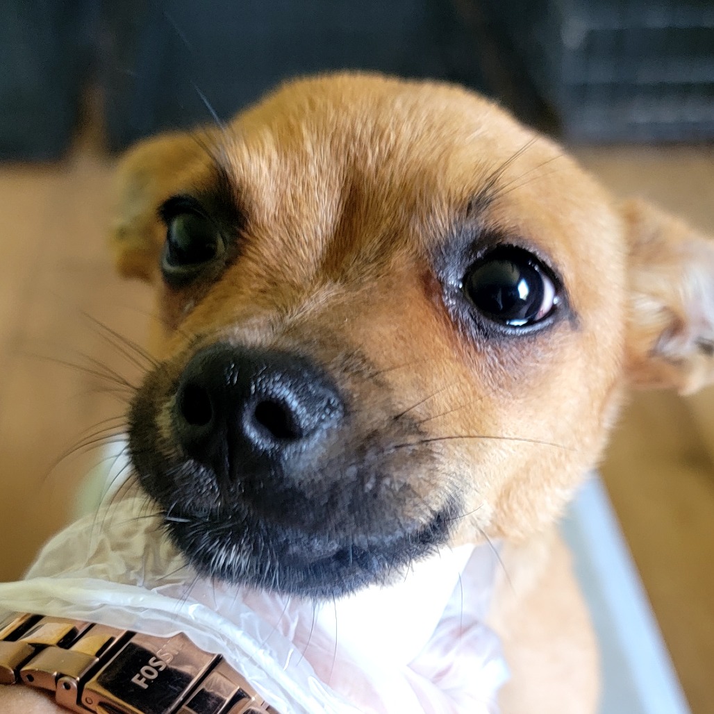 Mixed Breed