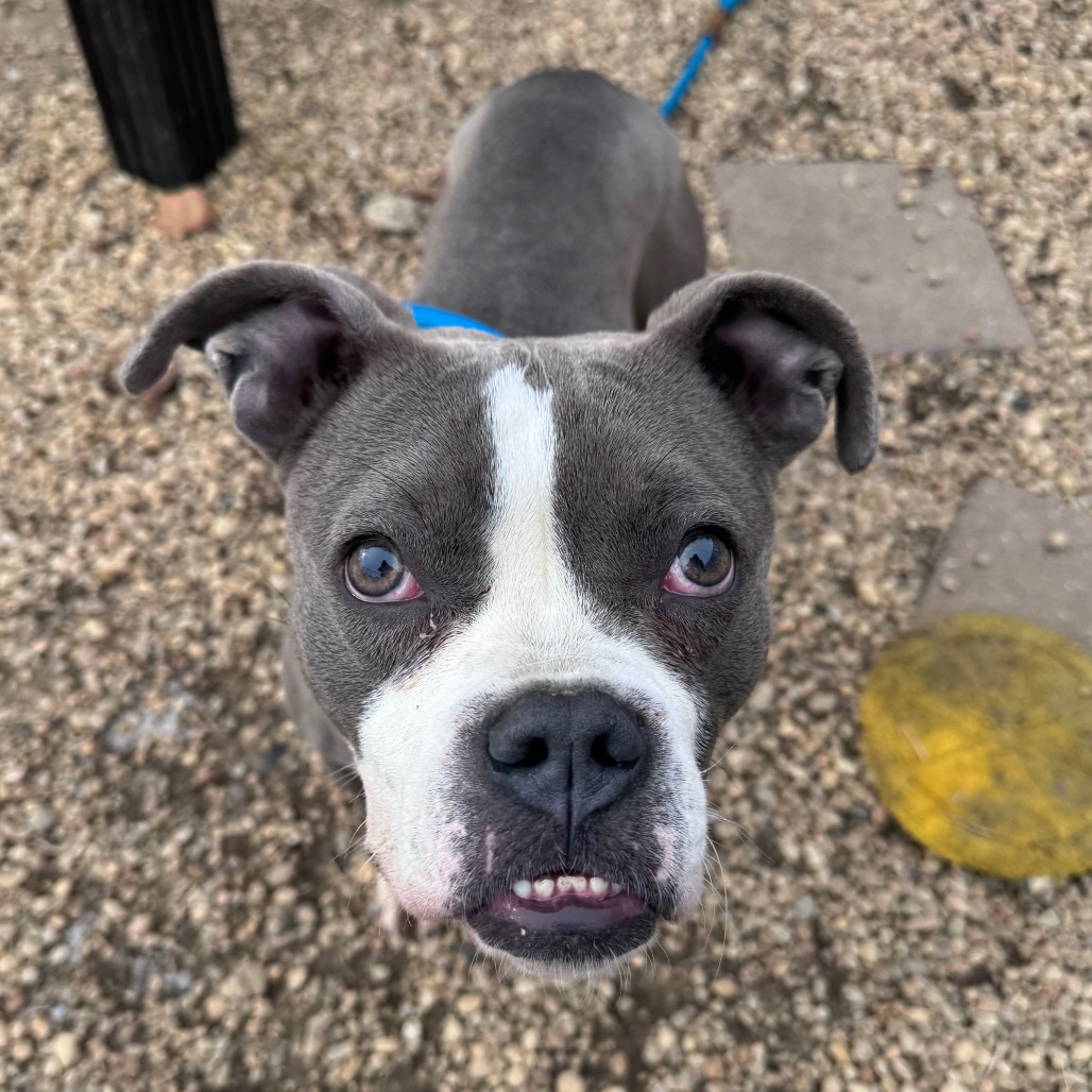 Saint Laurent — thumbnail 3