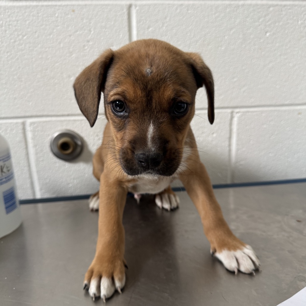 ZEBB - Shepherd / Retriever, Labrador available for adoption