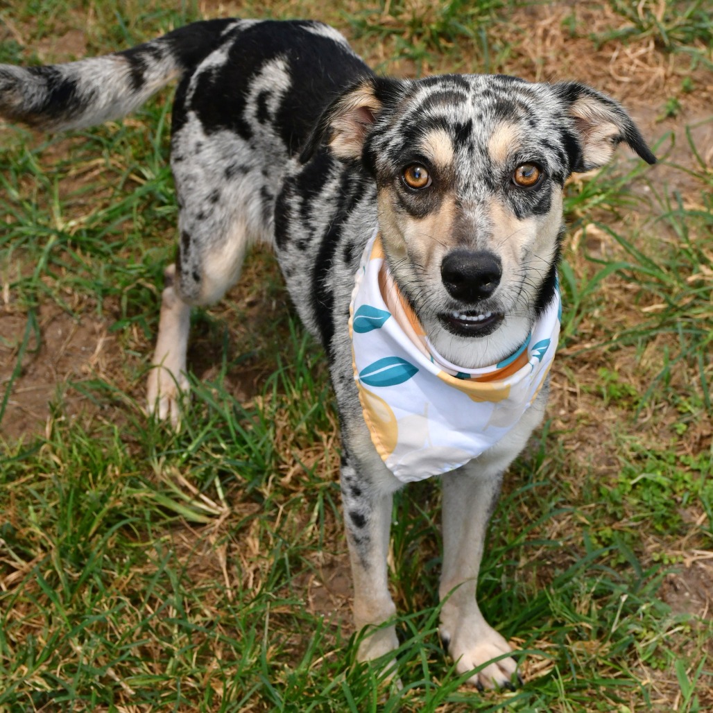 LADY BUG - American Blue Heeler / Collie, Border available for adoption