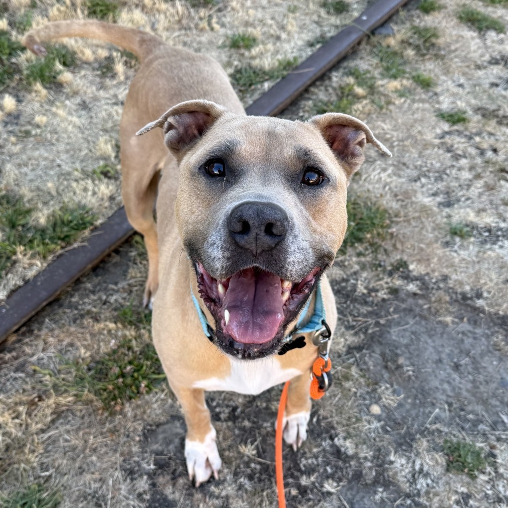 Pit Bull