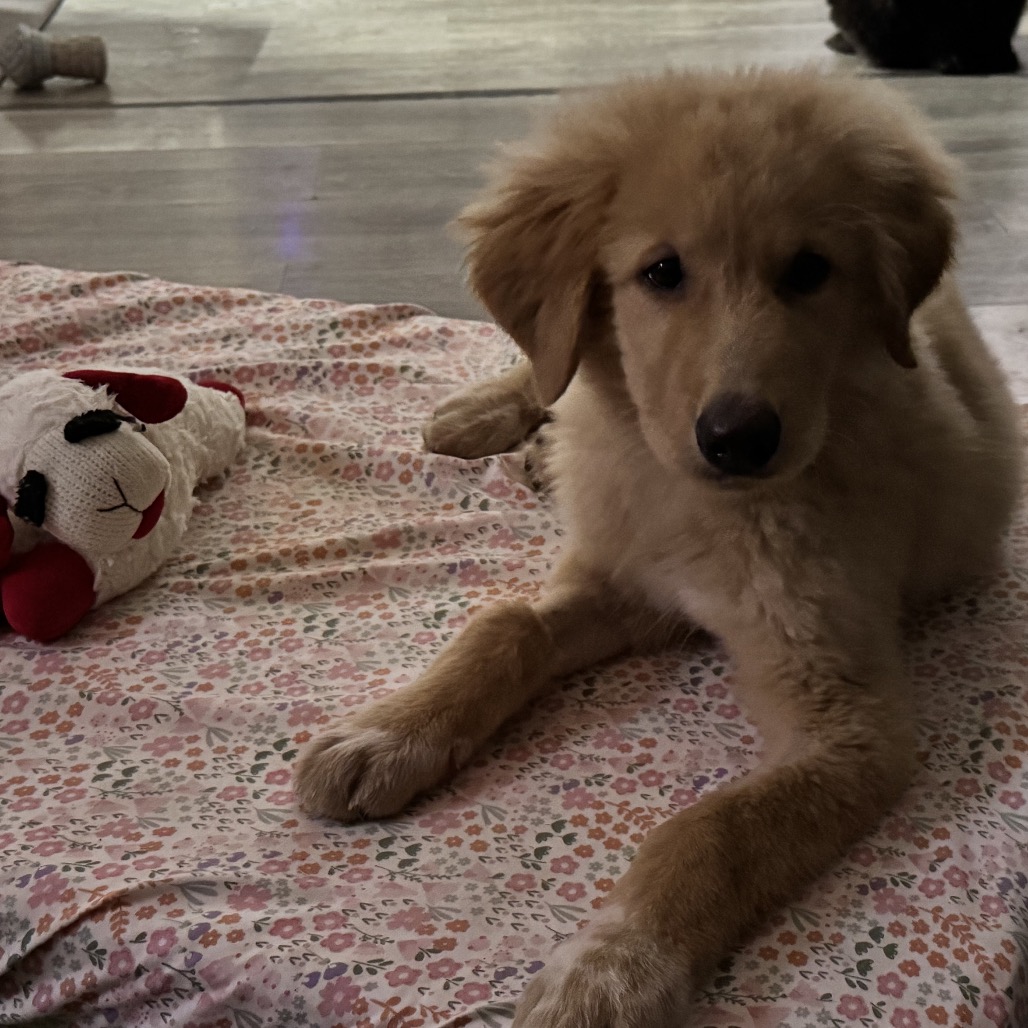 Koa, Mixed Breed (Large)/Retriever, Golden