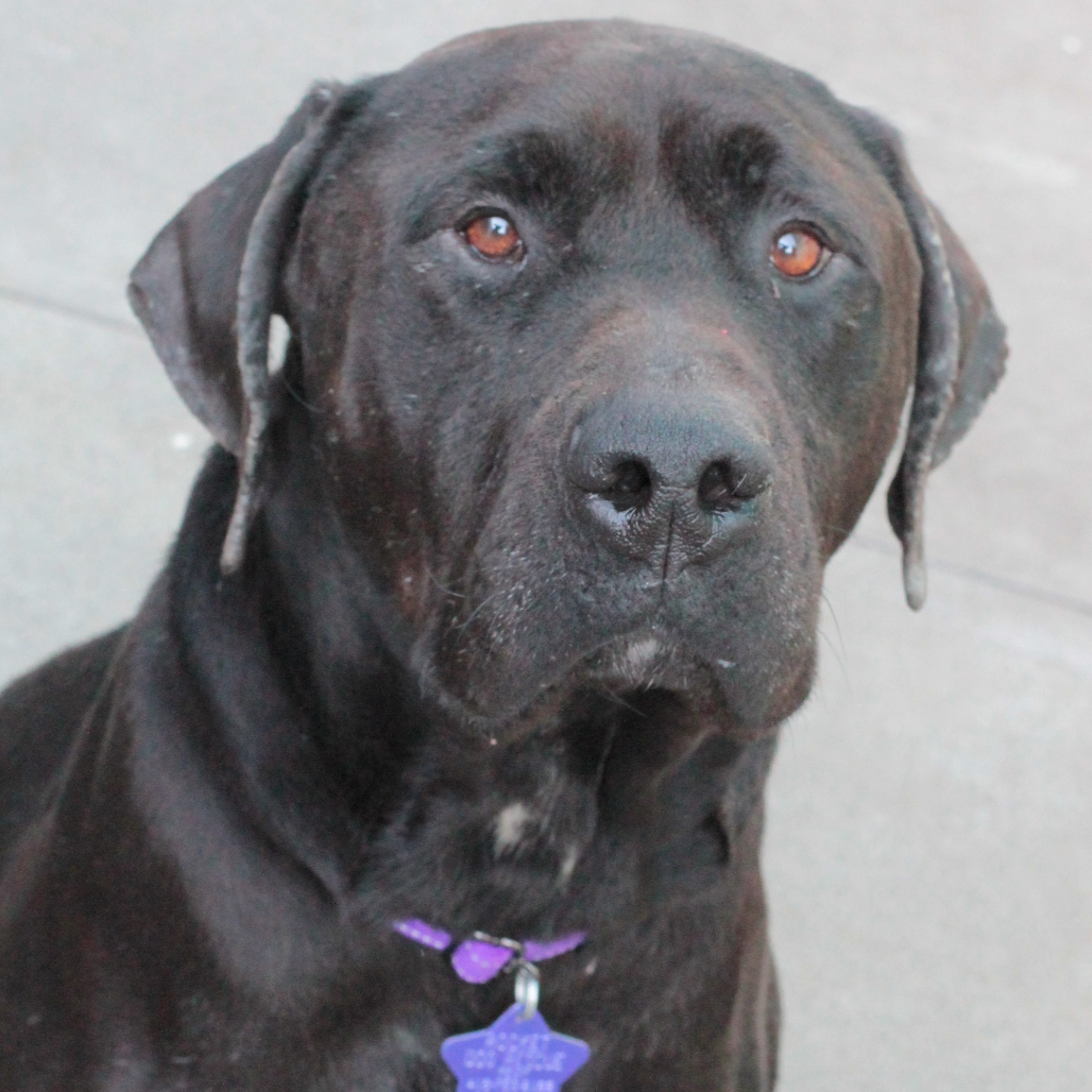 Finnegan — thumbnail 5