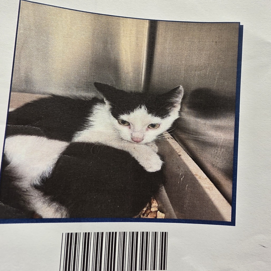 PALADIN - Domestic Shorthair available for adoption