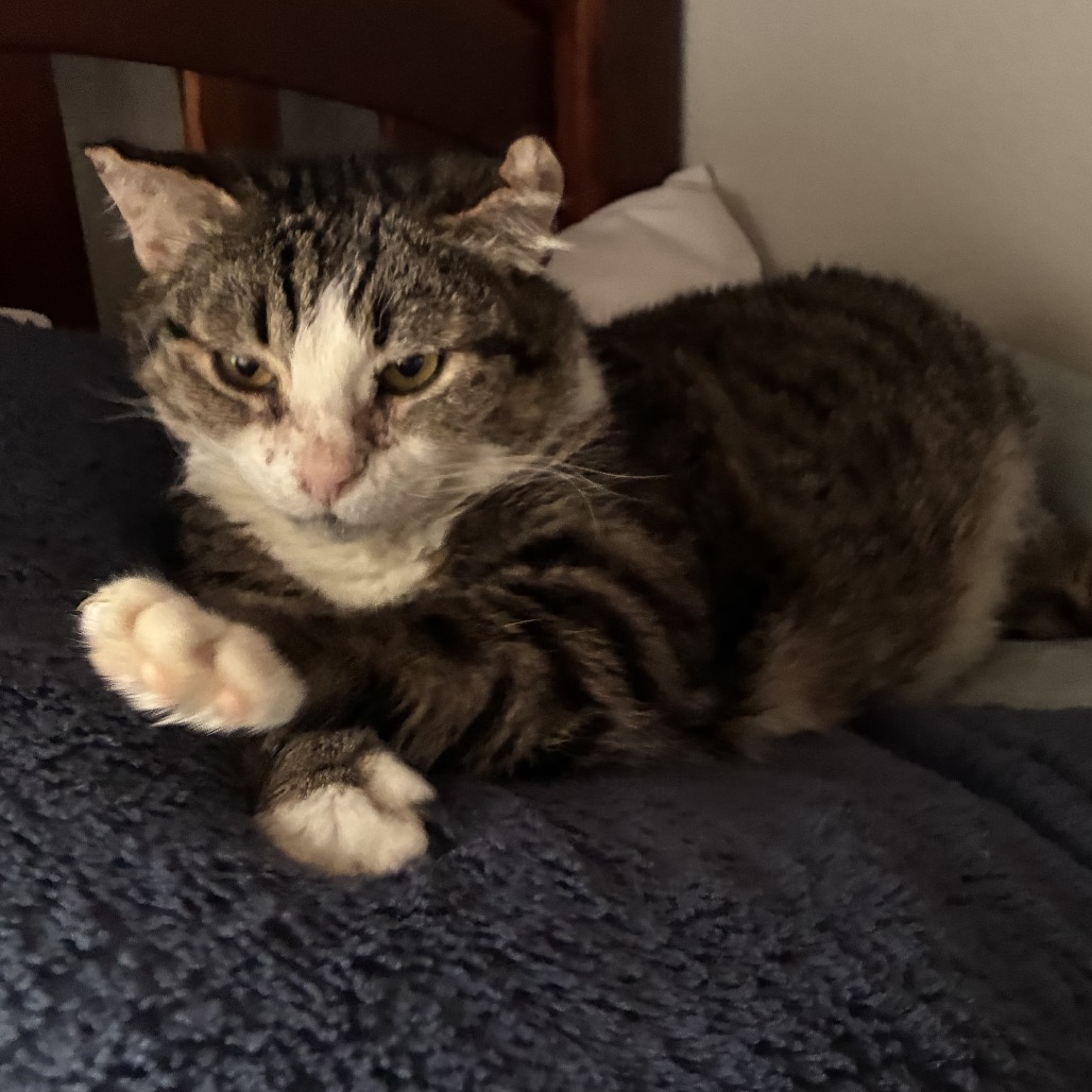 BEAS - Domestic Shorthair available for adoption