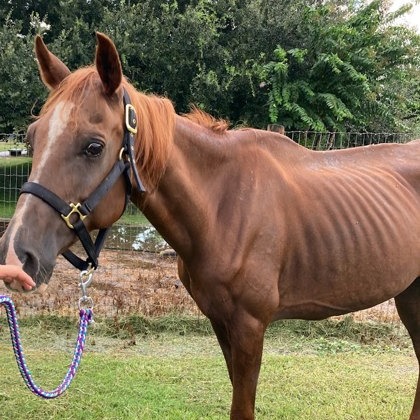 LG - Quarter Horse / Arabian available for adoption