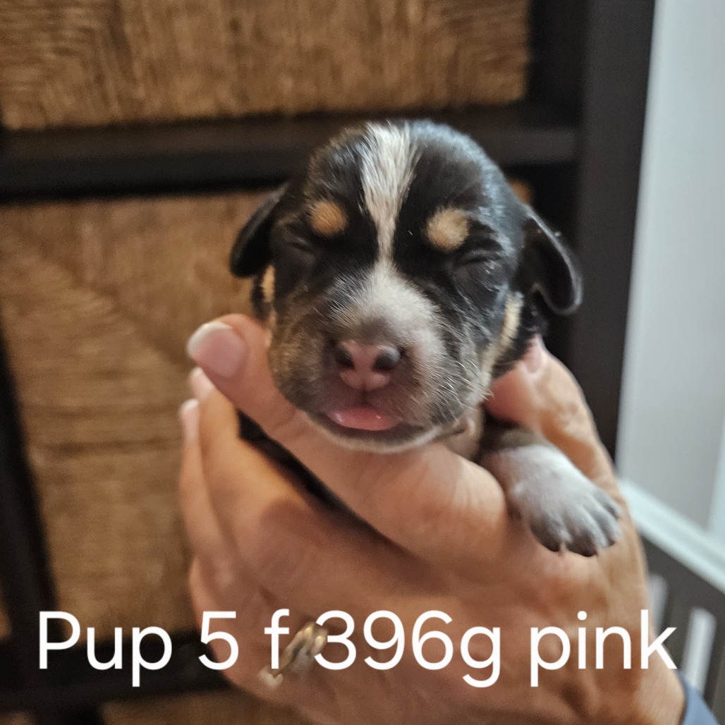 Pippi Pup Astrid, photo 2