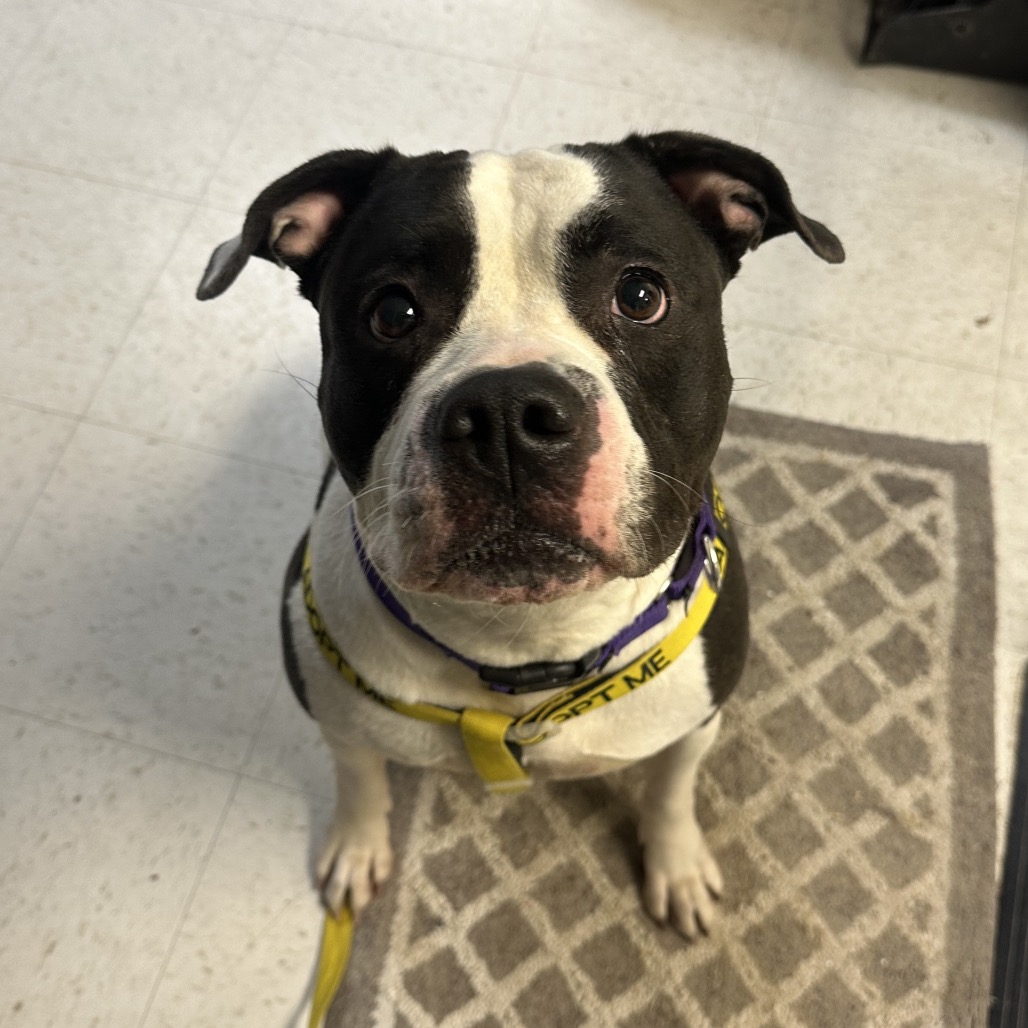 Ellie — thumbnail 5