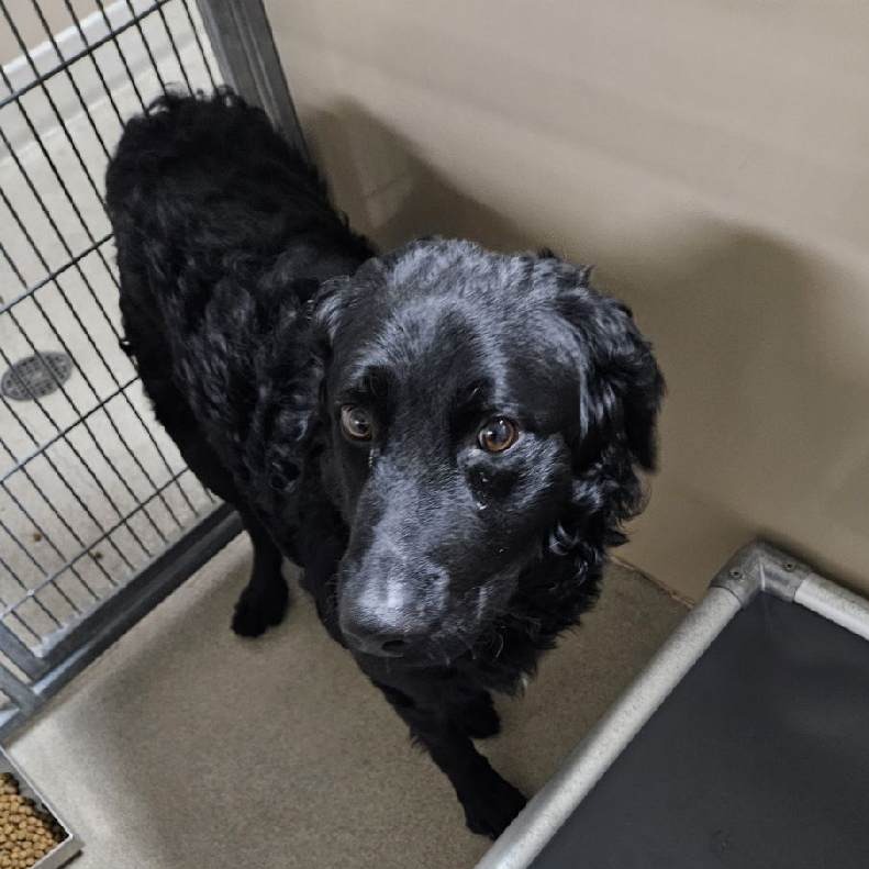 Kennel#13 Roland's preview photo