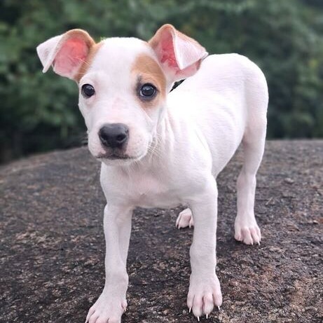 CALVIN - Mixed Breed (Small) available for adoption