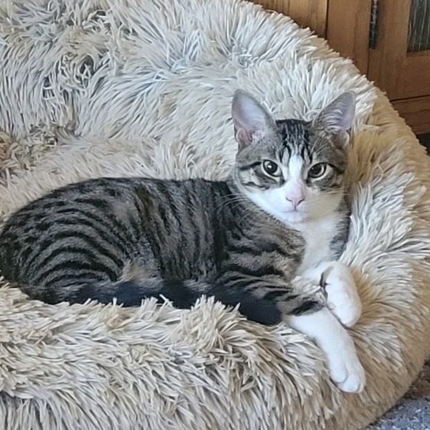 Simon