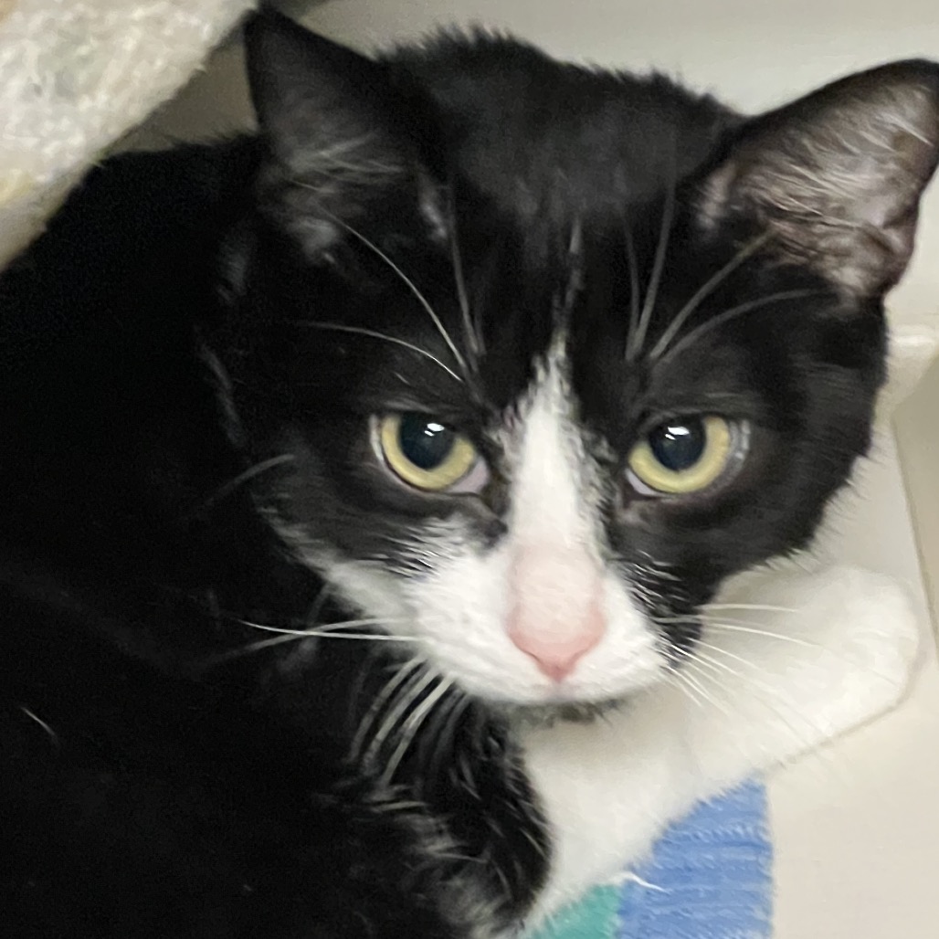 Oreo - Domestic Shorthair