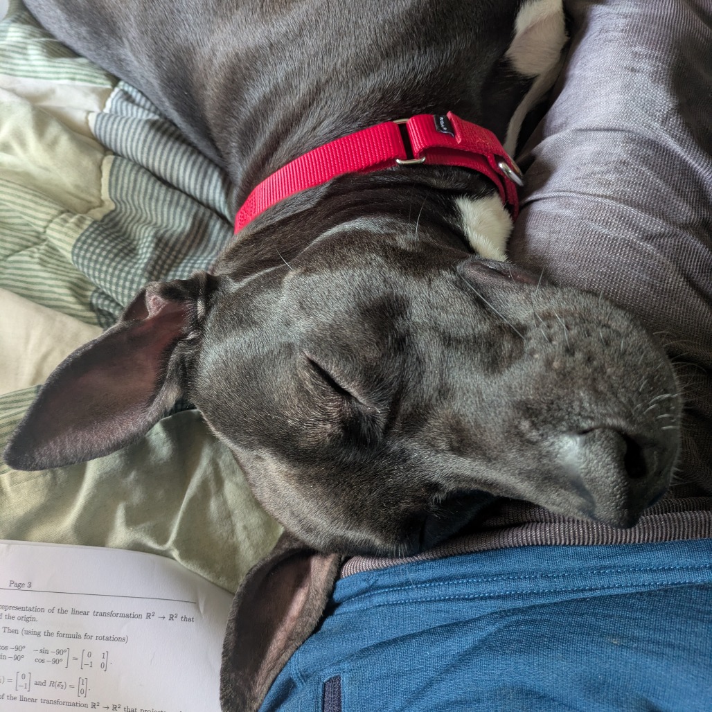 Photo of Witch Hazel 17