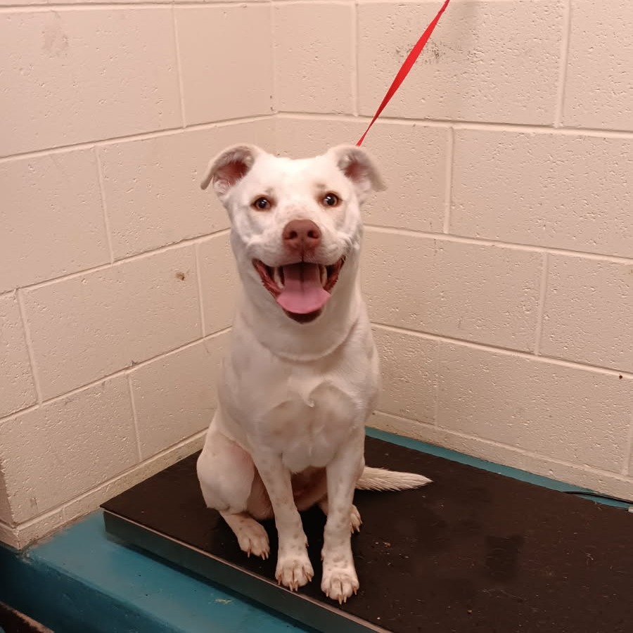 Chesa — thumbnail 2