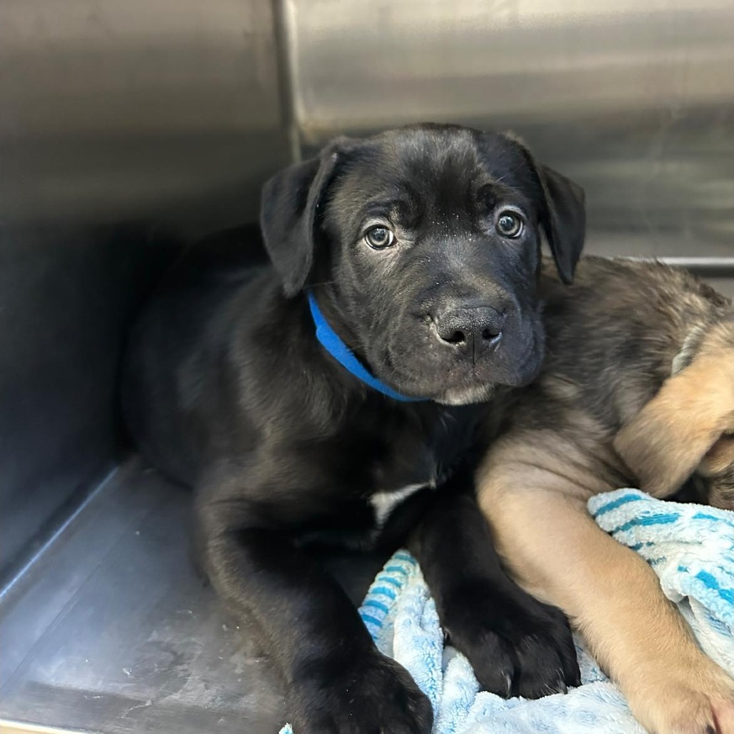 Beef Cake — thumbnail 2