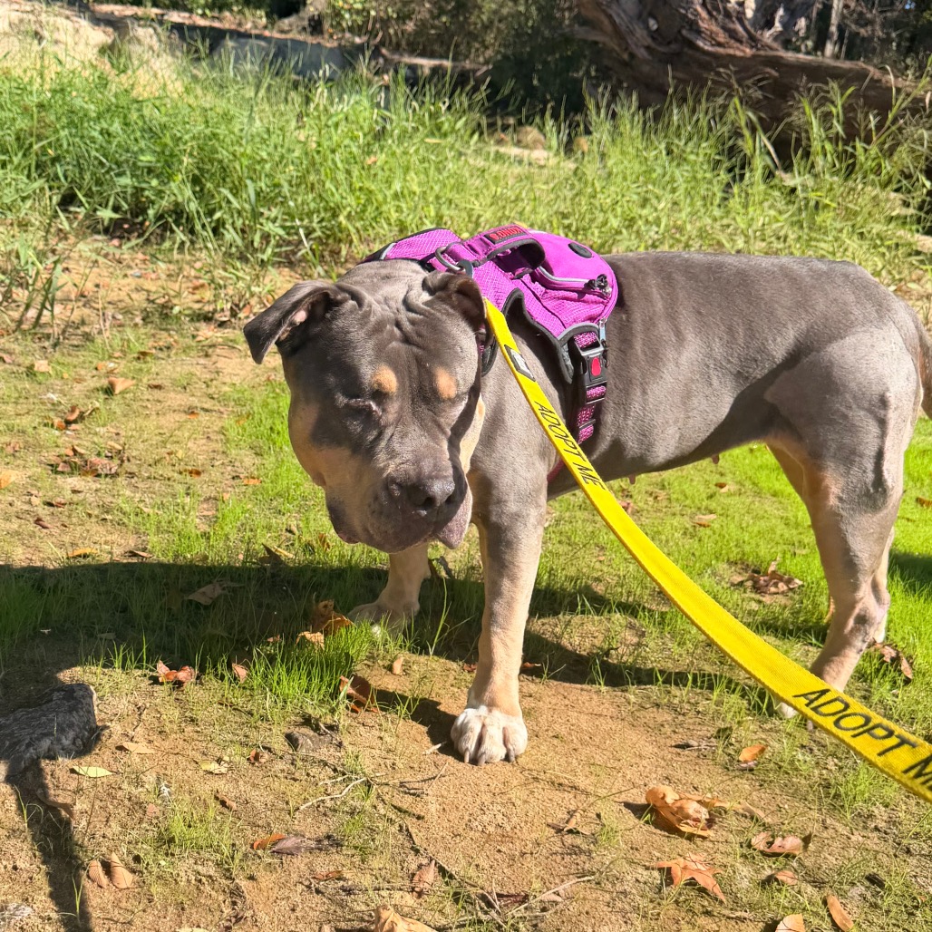Princess Donut the Queen Anne Chonk, photo 16