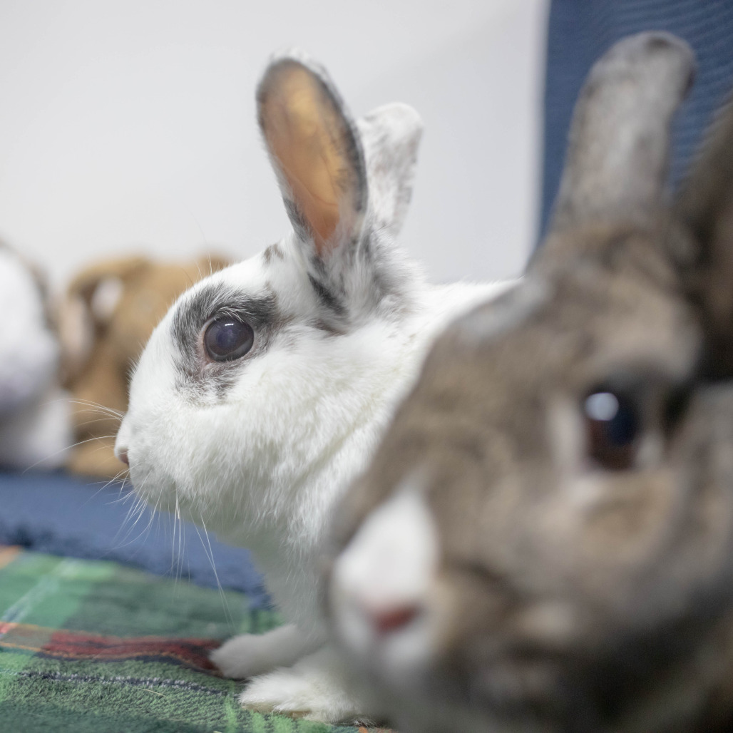 Pippa (bonded to Bowie)