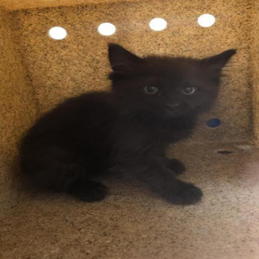 SWAT - Domestic Medium Hair for adoption in West Jordan