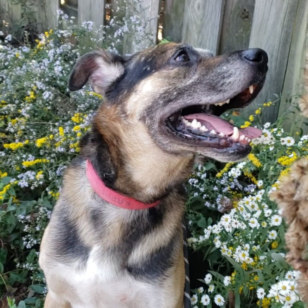 Ranger, photo 8