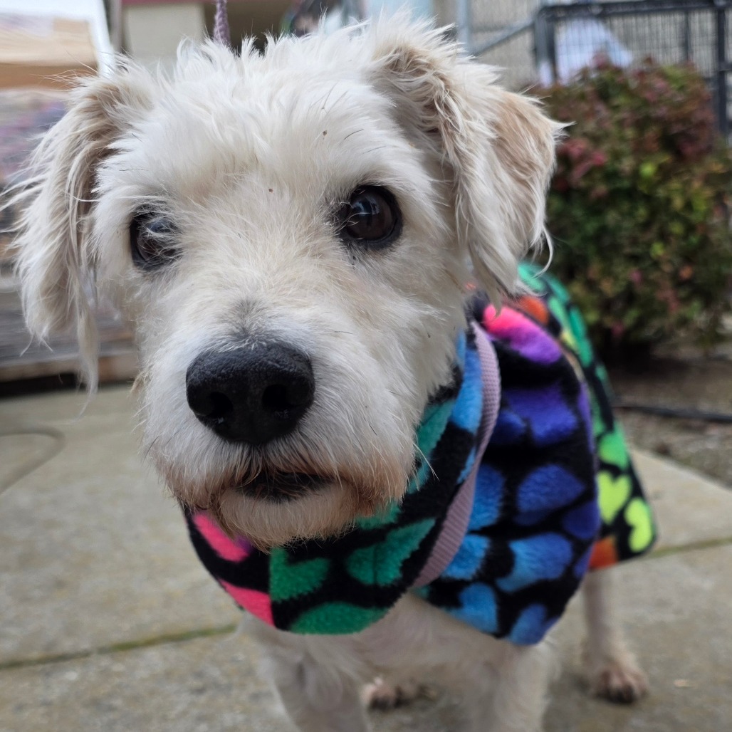 Will — thumbnail 3