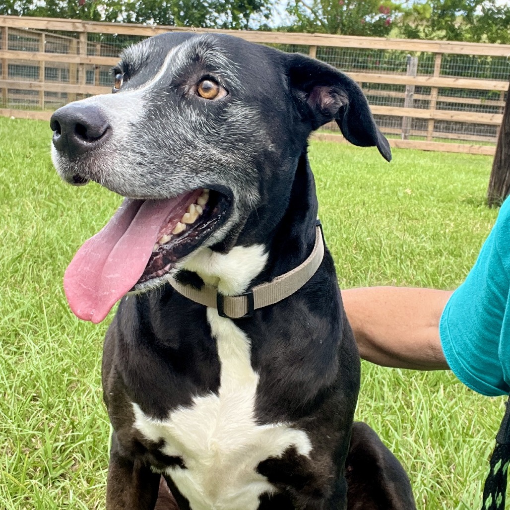COLBY - Terrier / American Pit Bull available for adoption