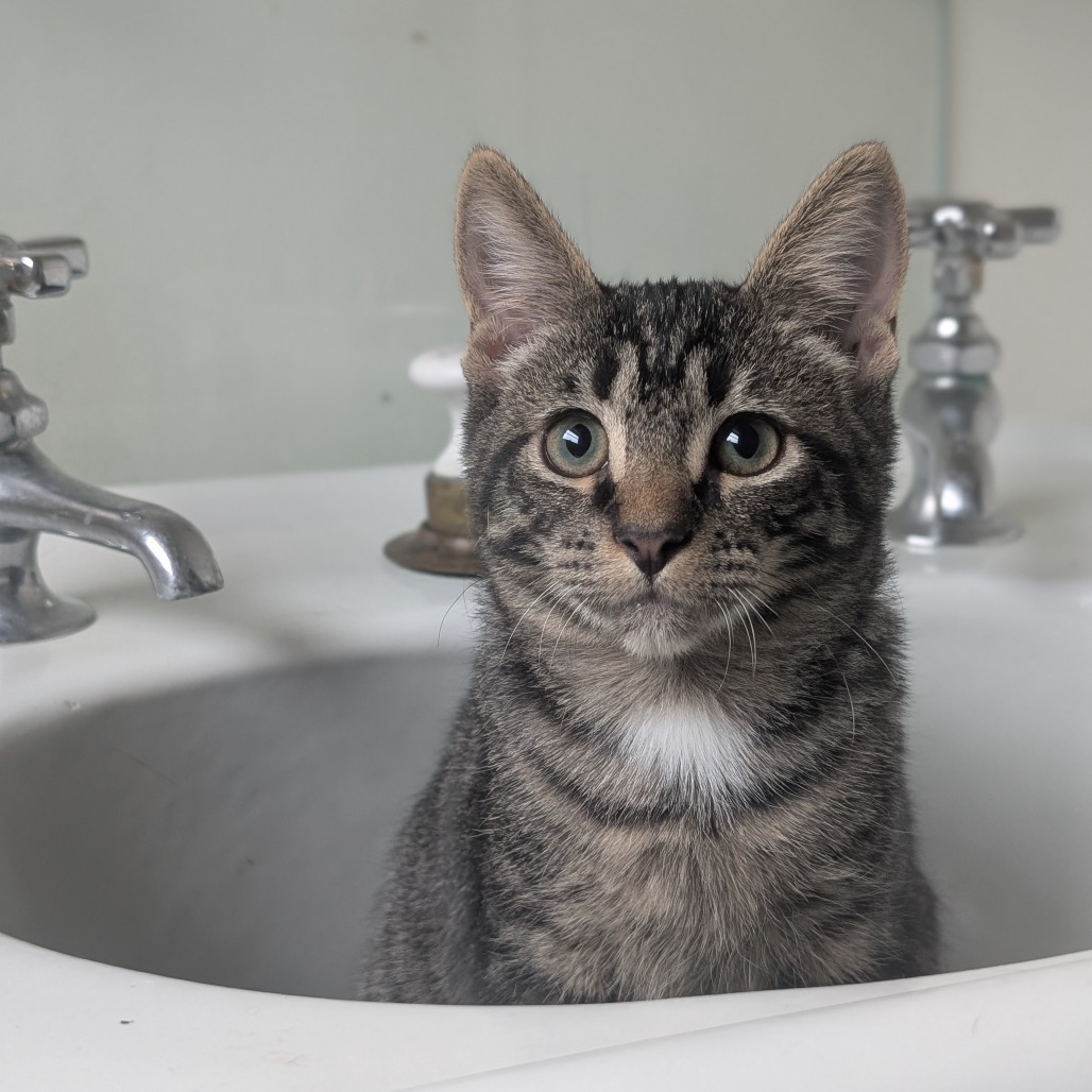 ABBA ZABBA - Domestic Shorthair available for adoption