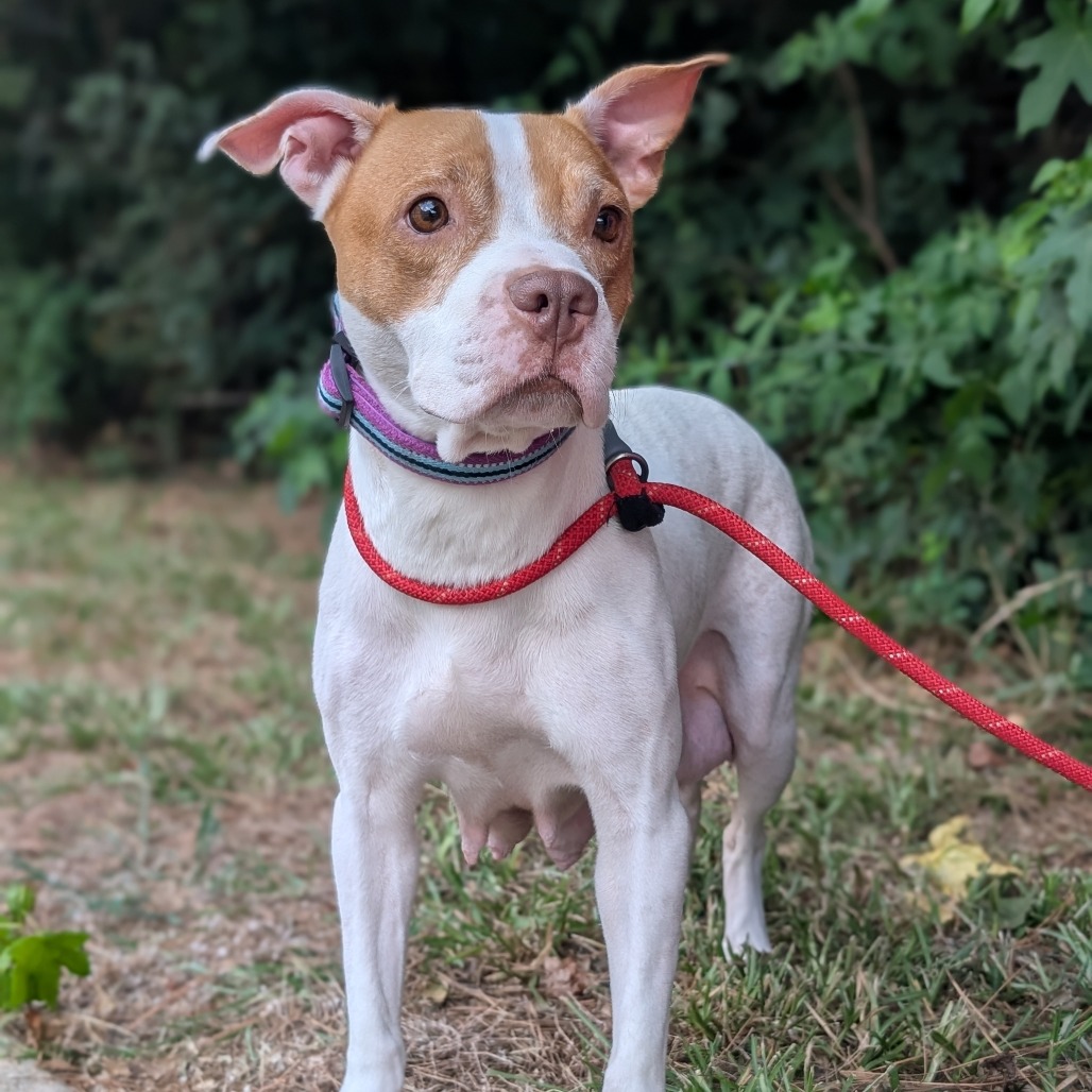 Athena 07-0806, photo 5