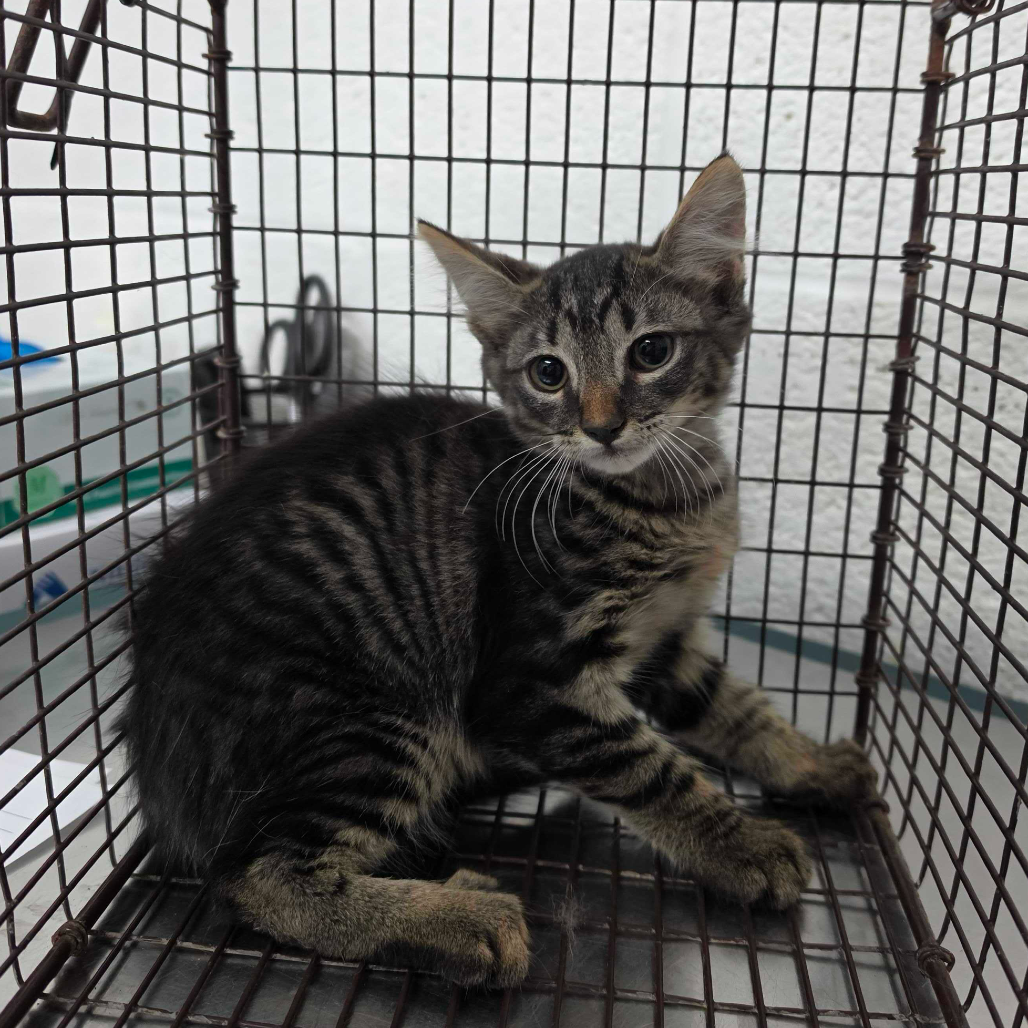 Harper, available for adoption at PVAS
