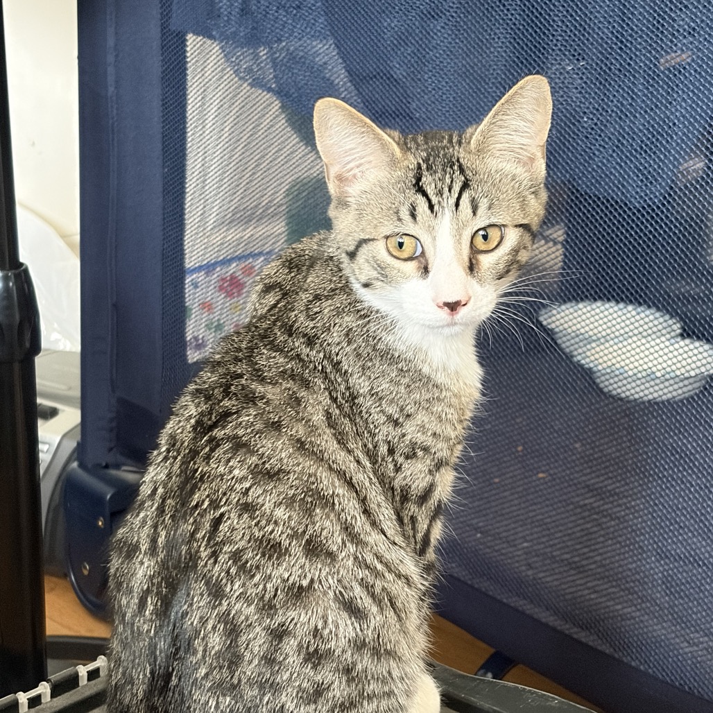 MARTINI - Domestic Shorthair available for adoption