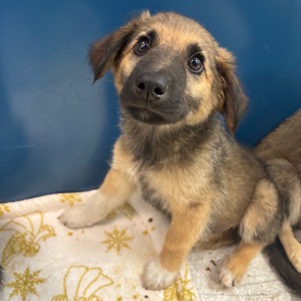 CRAB STICK - Shepherd, German / Mixed Breed (Large) available for adoption
