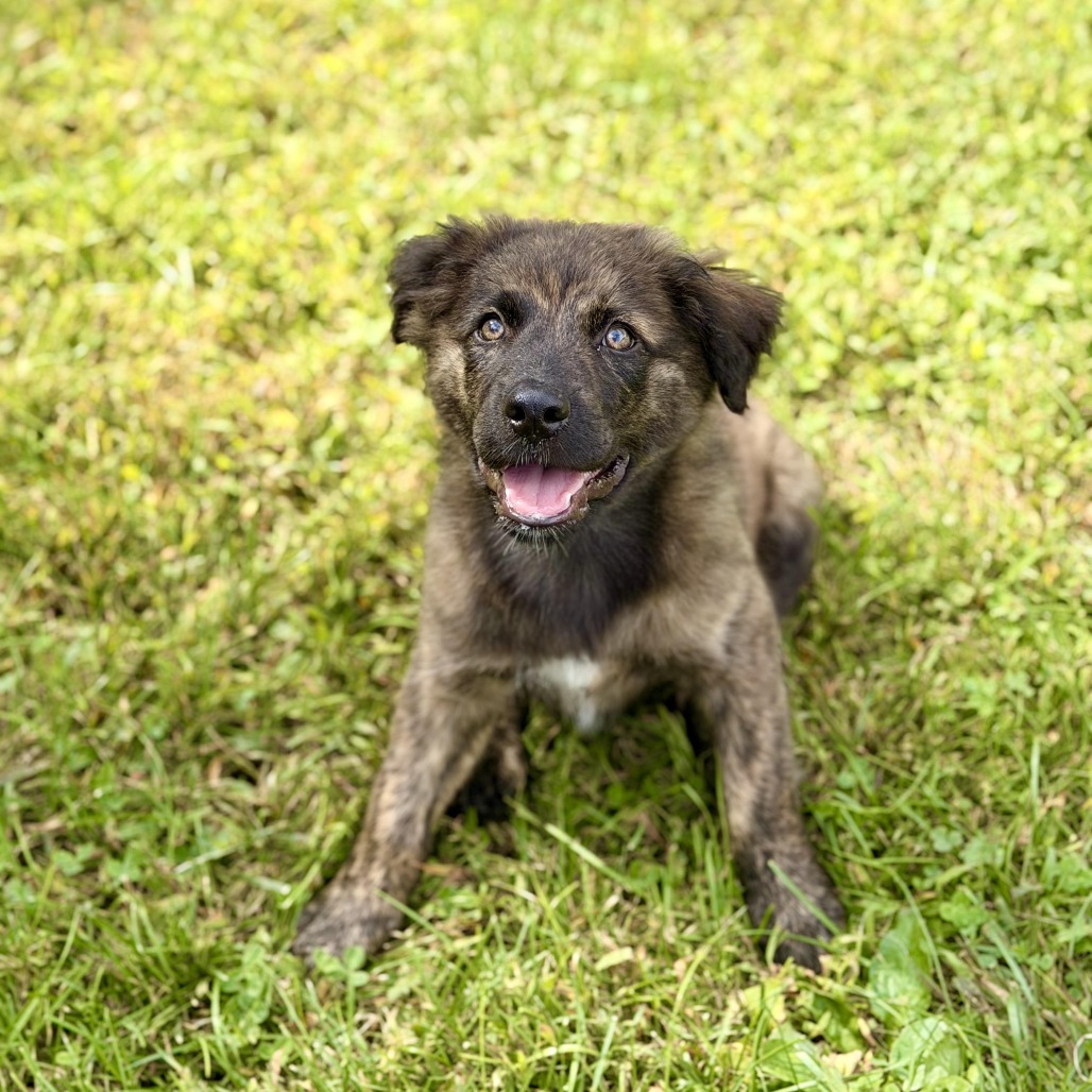 URANO - Shepherd, Australian / Hound, Plott available for adoption