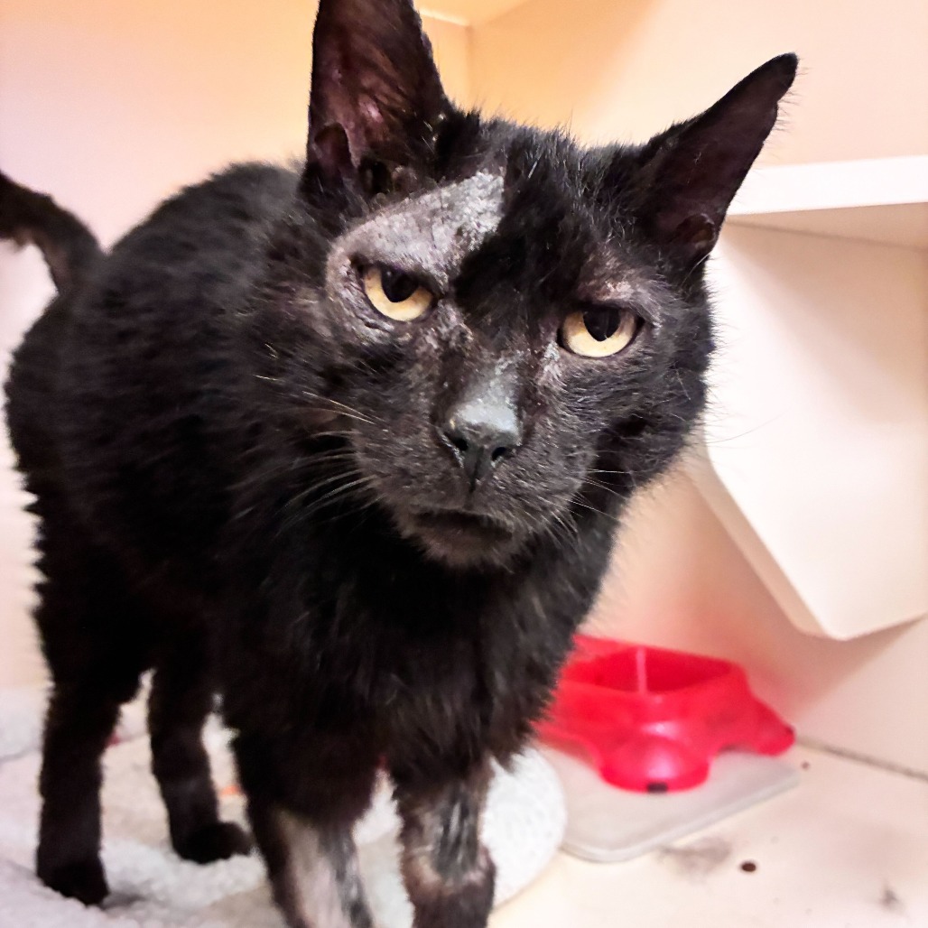 EUGENE - Domestic Shorthair available for adoption