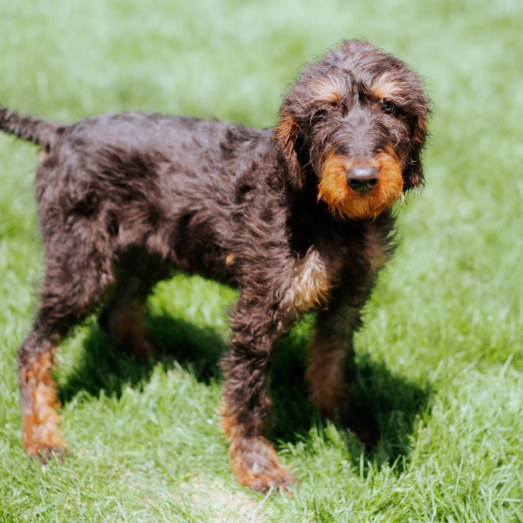 Terrier
