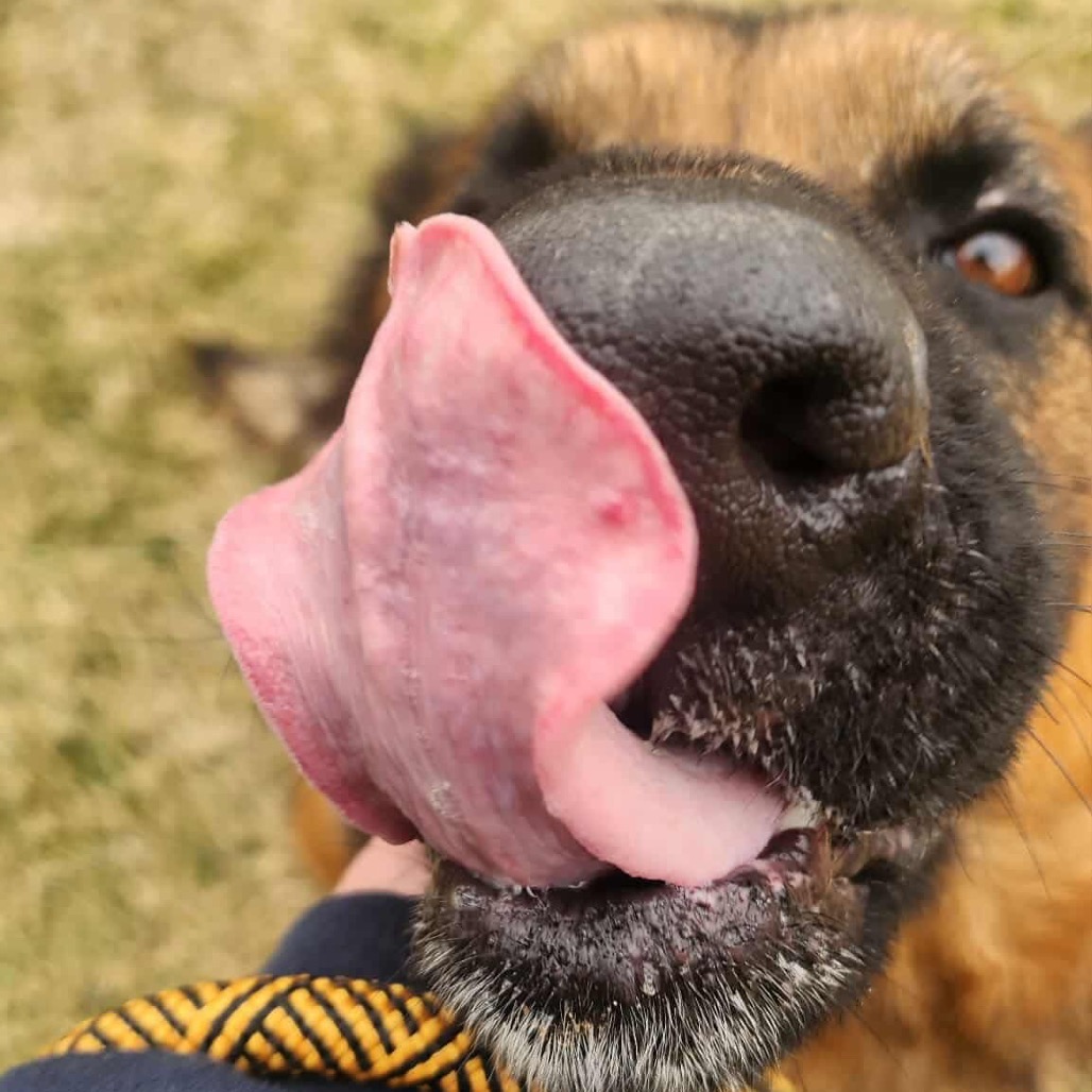 Bruno / Bucky — thumbnail 5