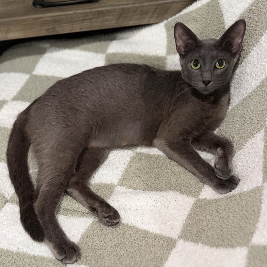MAMA BAILEY - Domestic Shorthair available for adoption