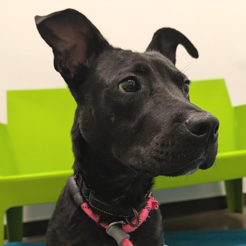 HERMAN - Mixed Breed (Medium) available for adoption