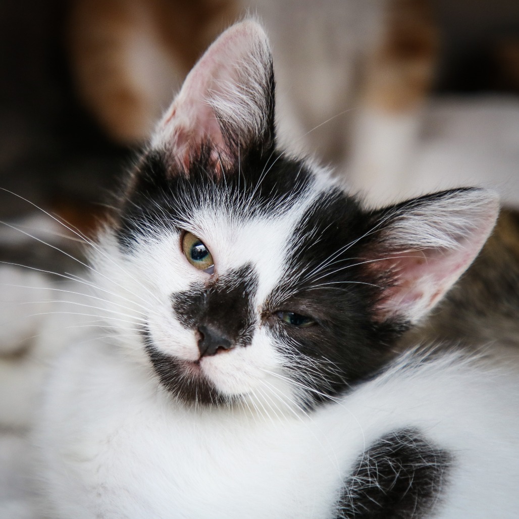 KOBI - Domestic Shorthair / Mix for adoption in Hattiesburg
