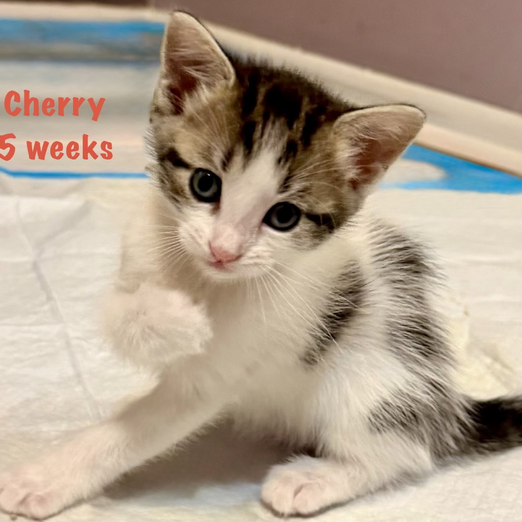 Cherry, photo 2