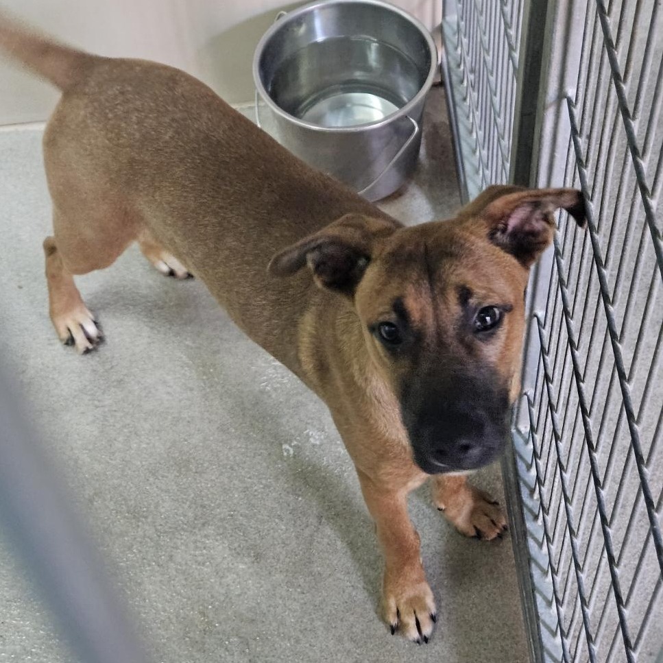 Kennel#4 Lanee's preview photo