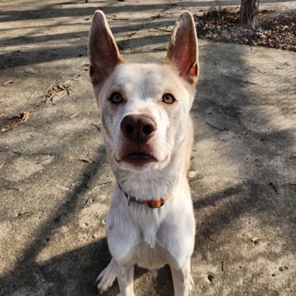 Sosa — thumbnail 3