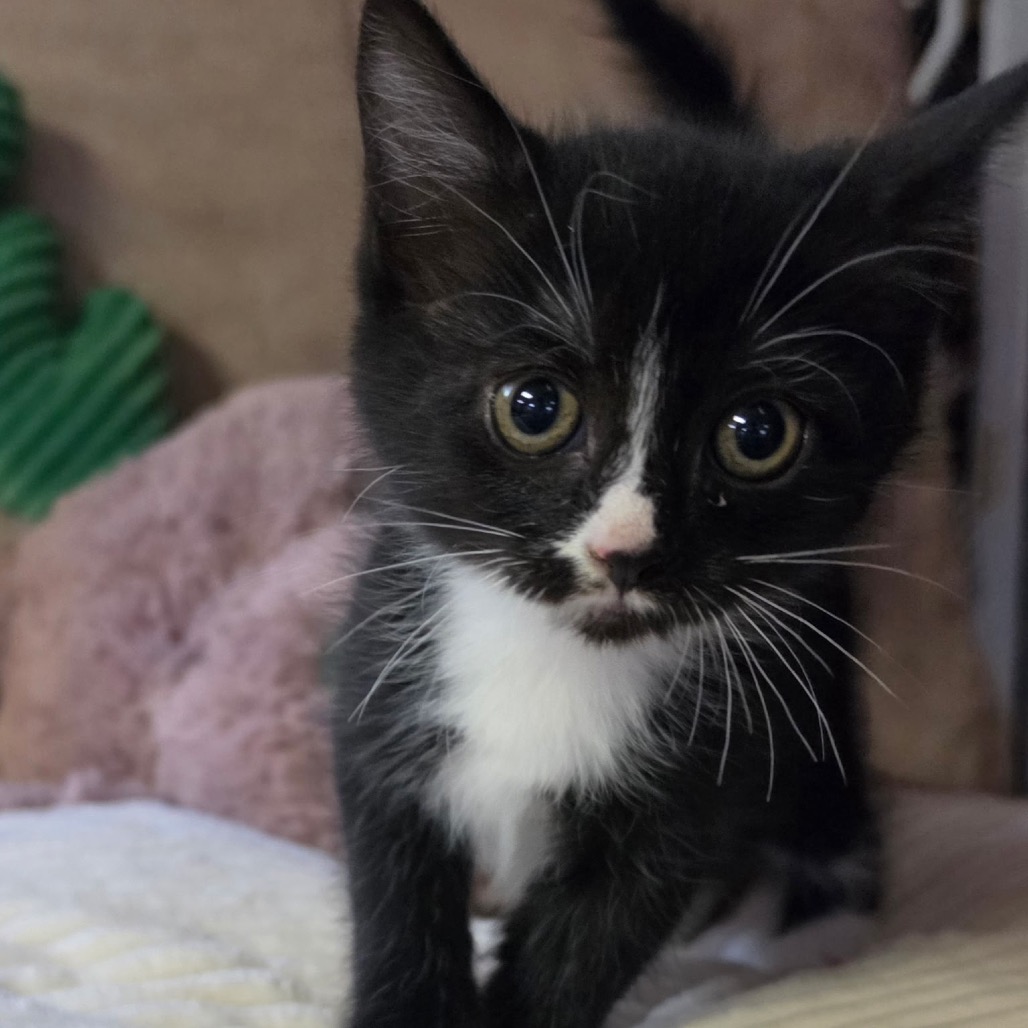 Photo of CUPCAKE