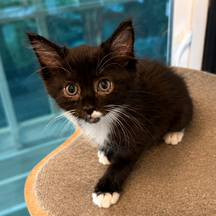 TARZAN - Domestic Medium Hair available for adoption