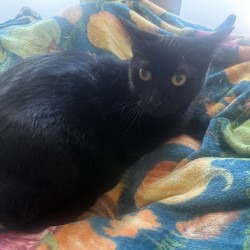 Python, photo 3
