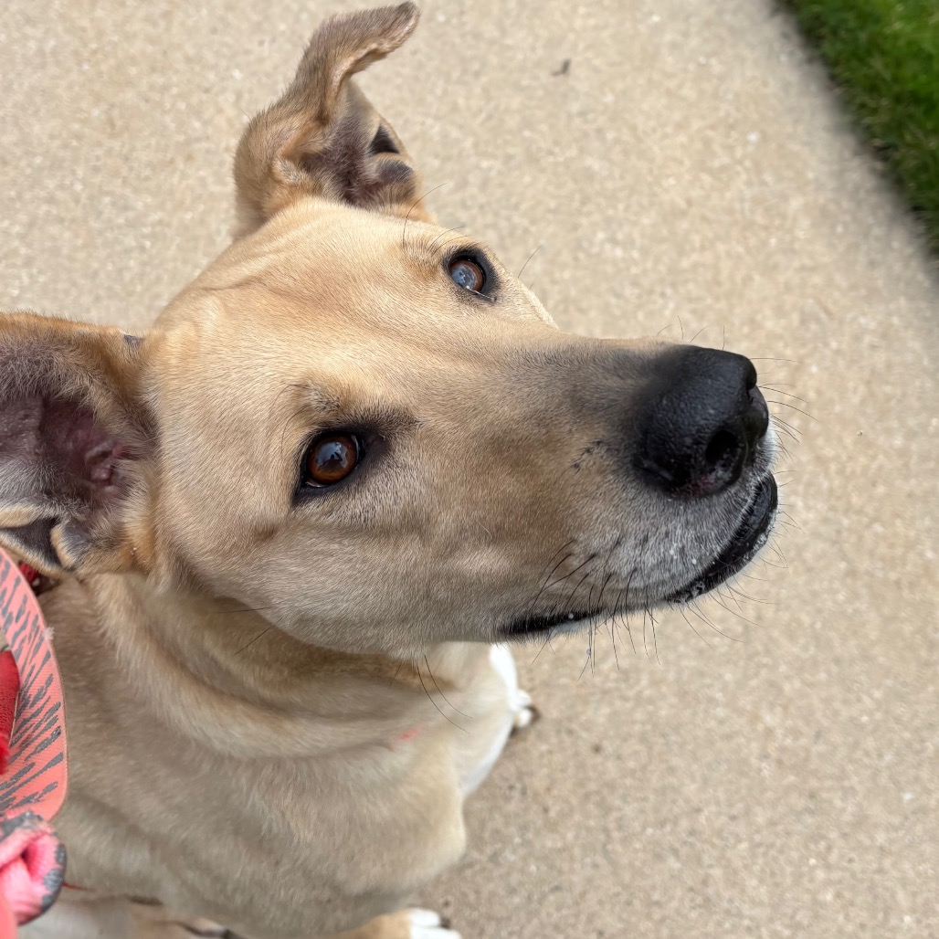 Rex, photo 4