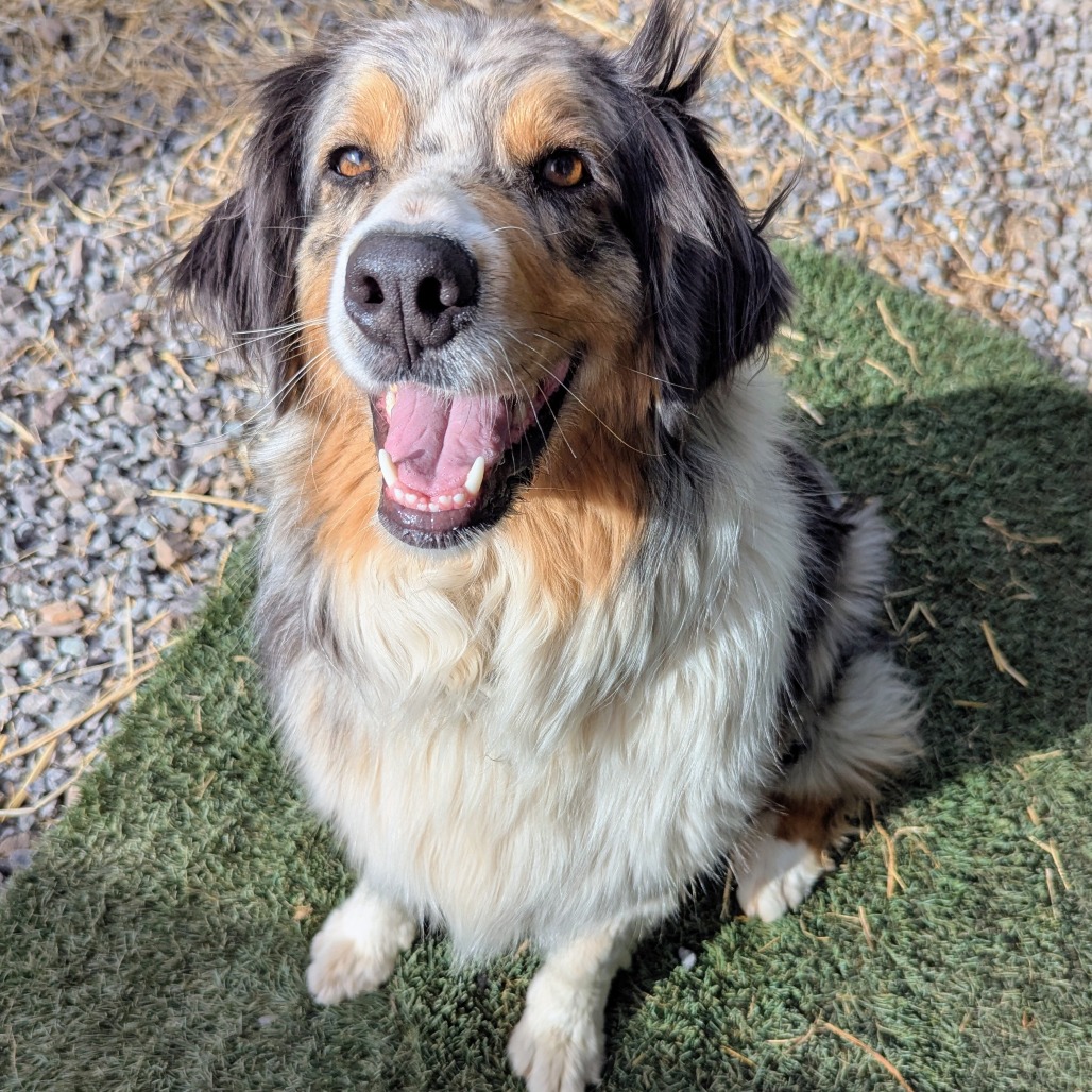 LEVI