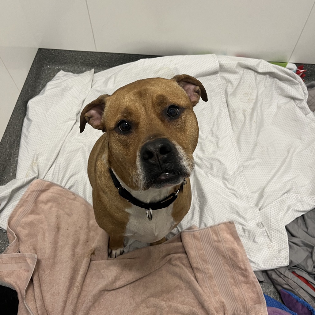 Saint (PAWS Alumni: Ken) — thumbnail 5