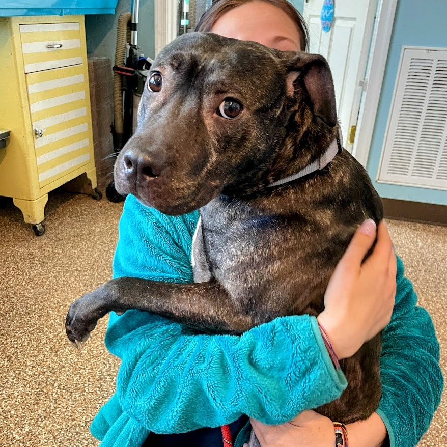 Artemis — thumbnail 3